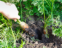 Primary Production (Agriculture / Horticulture)
